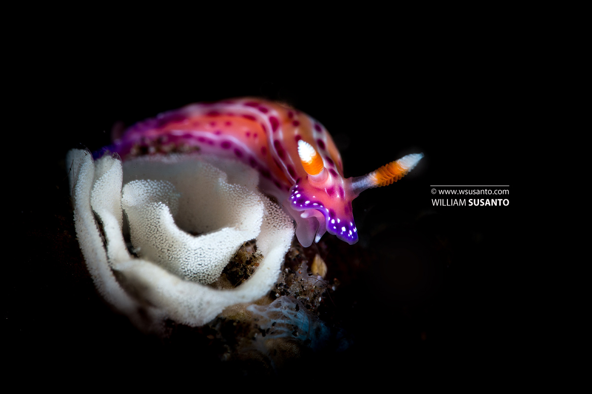 Hypselodoris maculosa with eggs